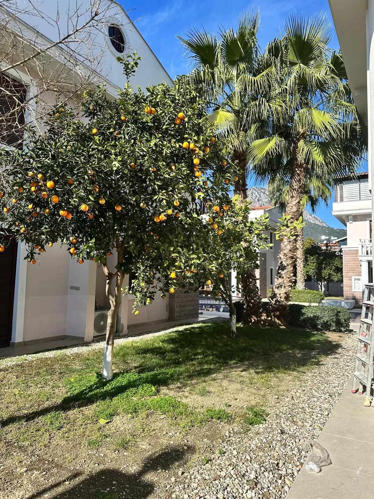 Garden area